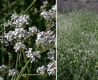 Lepidium latifolium