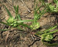 Lepidium latipes