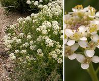 Lepidium montanum