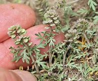 Lepidium oblongum