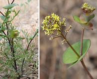 Lepidium perfoliatum