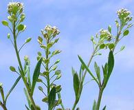 Lepidium ramosissimum