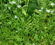 Lepidium sativum