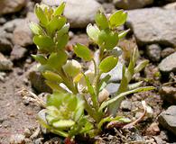 Lepidium strictum