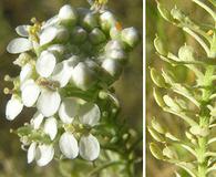 Lepidium thurberi