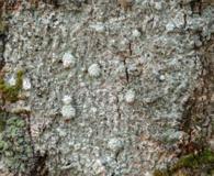 Lepra trachythallina