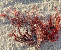 Leptocladia binghamiae