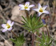 Leptosiphon bicolor