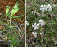 Leptosiphon floribundum