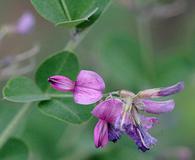 Lespedeza bicolor