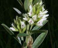 Lespedeza capitata