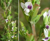 Lespedeza cuneata