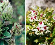 Lespedeza hirta