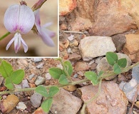 Lespedeza procumbens