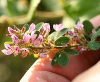 Lespedeza stuevei