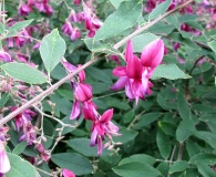 Lespedeza thunbergii