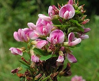 Lespedeza violacea