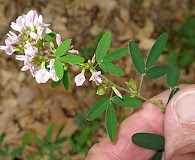 Lespedeza virginica