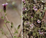 Lessingia ramulosa