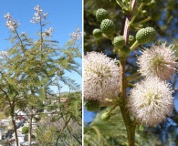 Leucaena esculenta