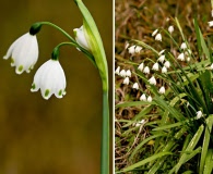 Leucojum aestivum