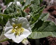 Leucophysalis nana