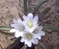 Lewisia brachycalyx