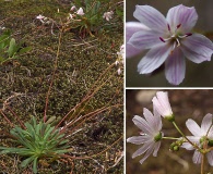 Lewisia columbiana