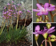 Lewisia leeana