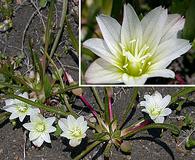 Lewisia nevadensis