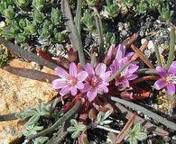 Lewisia pygmaea