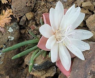 Lewisia rediviva