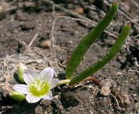 Lewisia triphylla