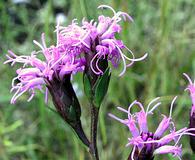 Liatris cylindracea