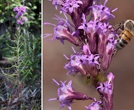 Liatris garberi