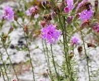 Liatris ohlingerae