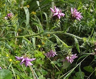 Liatris squarrosa