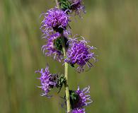 Liatris squarrulosa