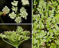 Ligusticum californicum