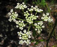 Ligusticum canadense