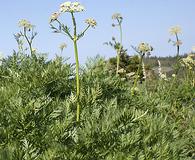 Ligusticum canbyi