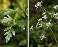 Ligusticum grayi