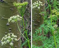 Ligusticum porteri