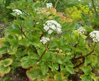 Ligusticum scothicum