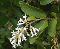 Ligustrum obtusifolium