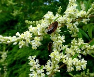 Ligustrum quihoui