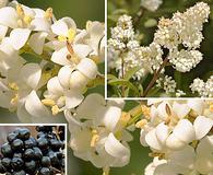 Ligustrum vulgare