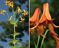 Lilium canadense