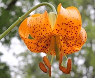 Lilium columbianum