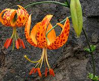 Lilium humboldtii